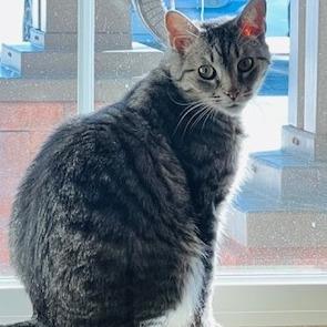 Huff (Huffy Puffy), a Adoptable Domestic Short Hair in Ballston Spa, NY image 1/6