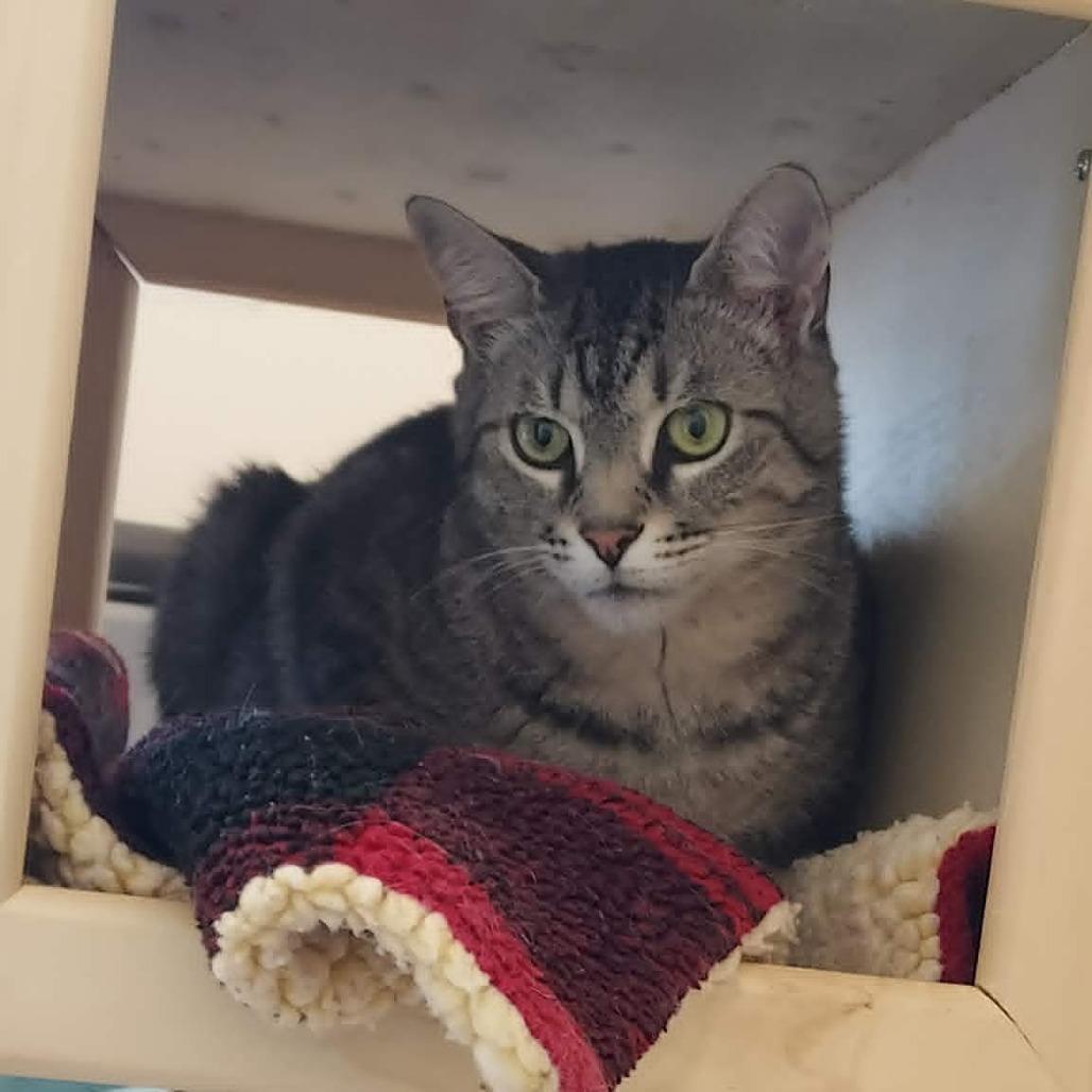 Enlarge Huff (Huffy Puffy), a Adoptable Domestic Short Hair in Ballston Spa, NY image 3/6