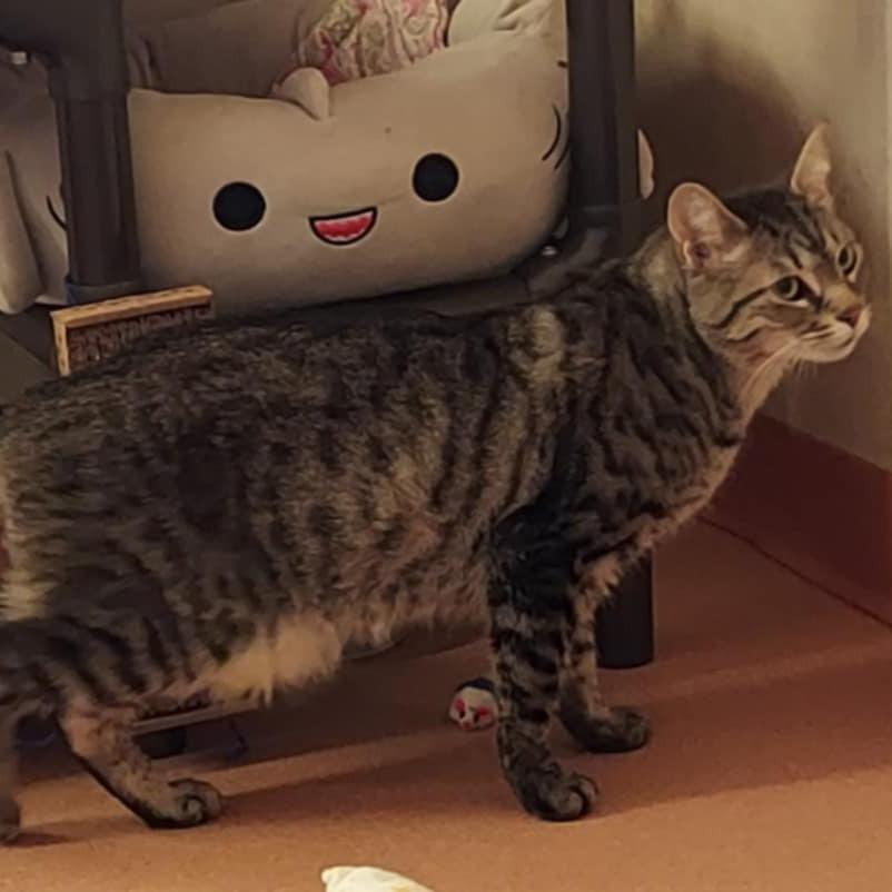 Huff (Huffy Puffy), a Adoptable Domestic Short Hair in Ballston Spa, NY image 3/6