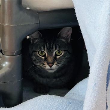 Huff (Huffy Puffy), a Adoptable Domestic Short Hair in Ballston Spa, NY image 4/6