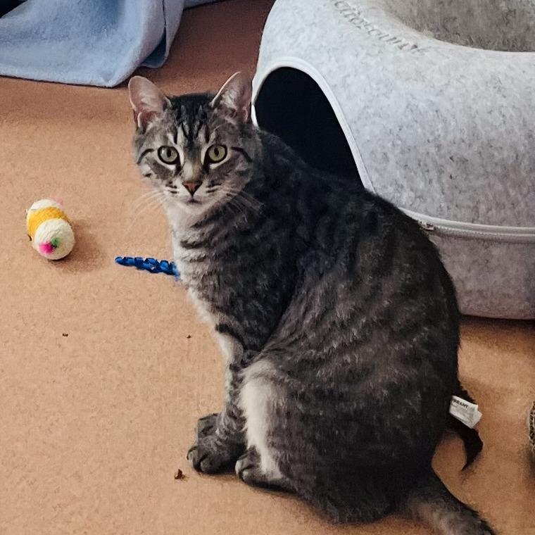 Huff (Huffy Puffy), a Adoptable Domestic Short Hair in Ballston Spa, NY image 5/6