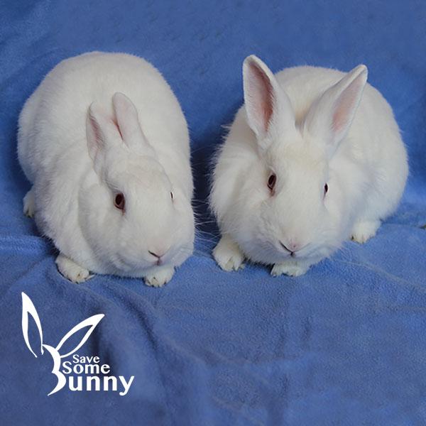 BamBam (and Pebbles), a Adoptable Bunny Rabbit in Santa Ana, CA image 1/6