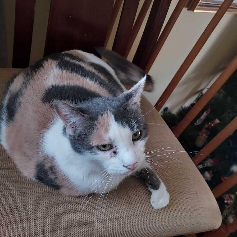 Butterscotch, a Adoptable Domestic Short Hair in Milltown, NJ image 1/2