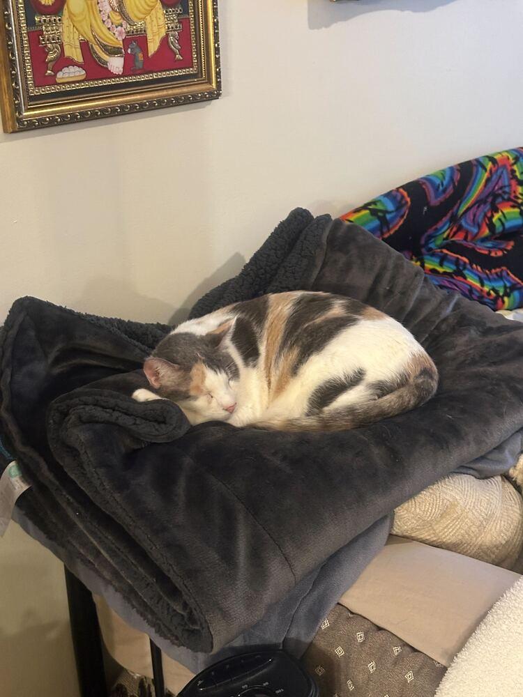 Enlarge Butterscotch, a Adoptable mixed breed in Milltown, NJ image 3/5