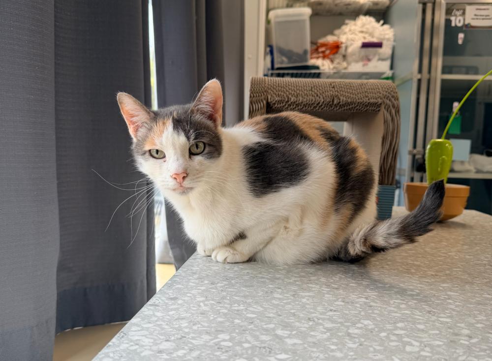 Butterscotch, a Adoptable mixed breed in Milltown, NJ image 2/6
