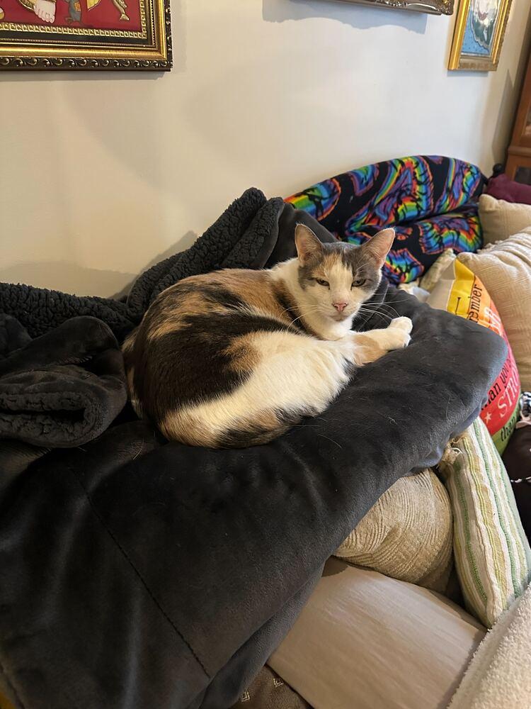 Enlarge Butterscotch, a Adoptable mixed breed in Milltown, NJ image 4/5