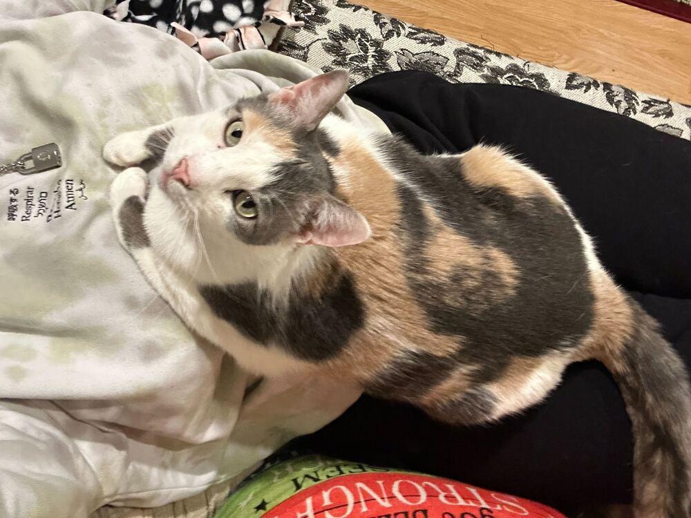 Enlarge Butterscotch, a Adoptable mixed breed in Milltown, NJ image 5/5