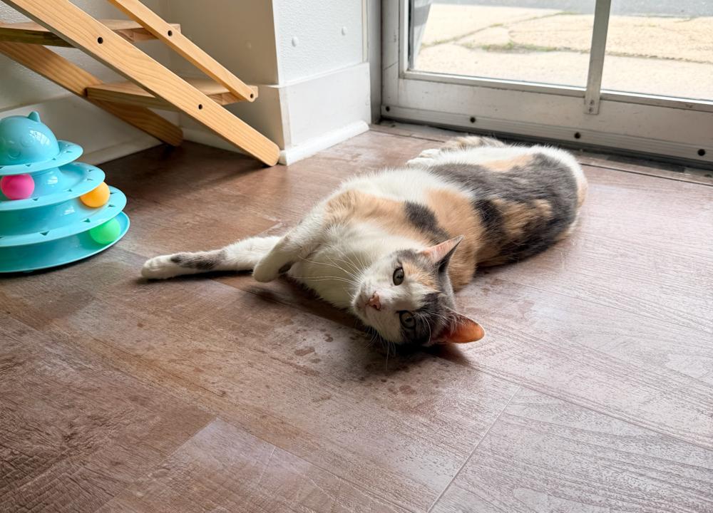 Butterscotch, a Adoptable mixed breed in Milltown, NJ image 4/6