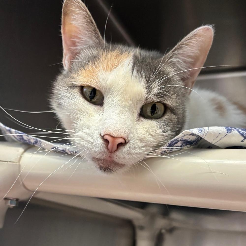 Butterscotch, a Adoptable mixed breed in Milltown, NJ image 6/6