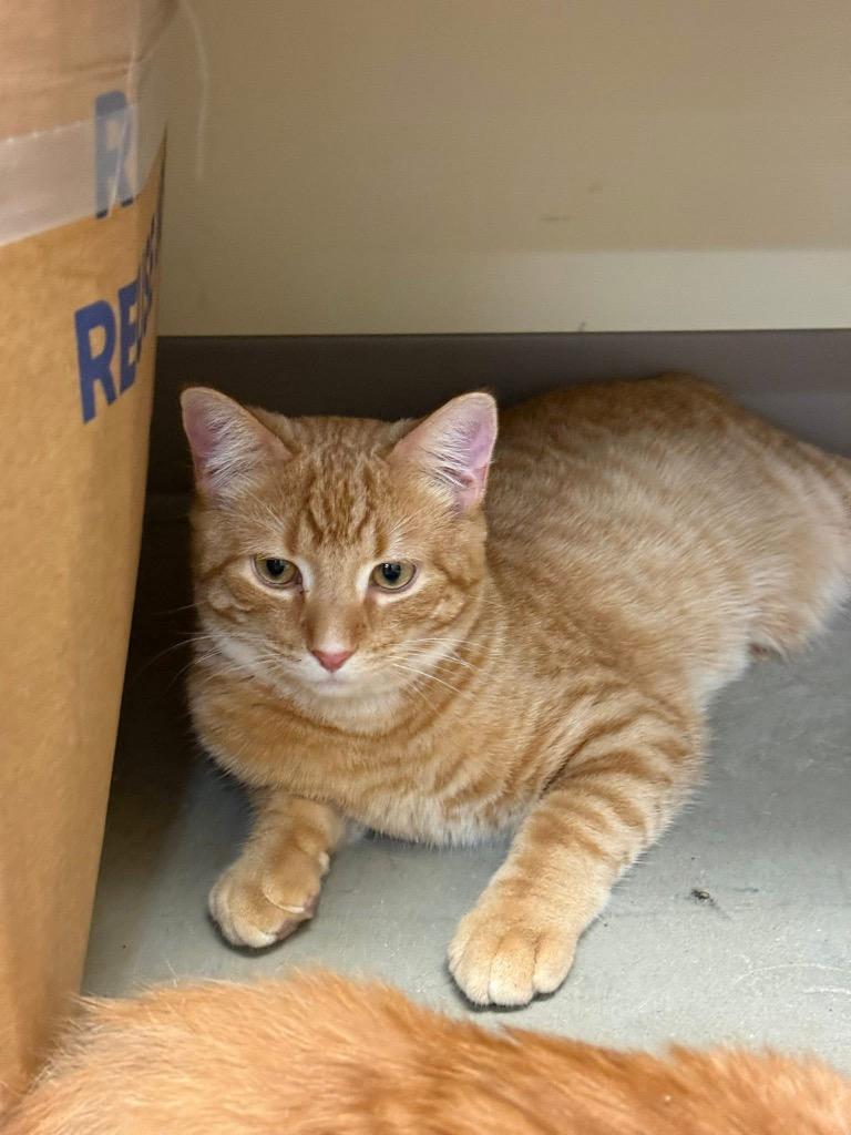 Enlarge Rusty, a Adoptable mixed breed in Fort Oglethorpe, GA image 1/4