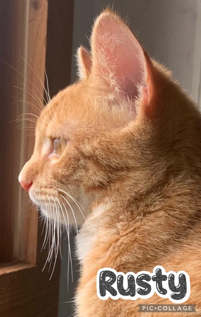 Enlarge Rusty, a Adoptable mixed breed in Fort Oglethorpe, GA image 2/4