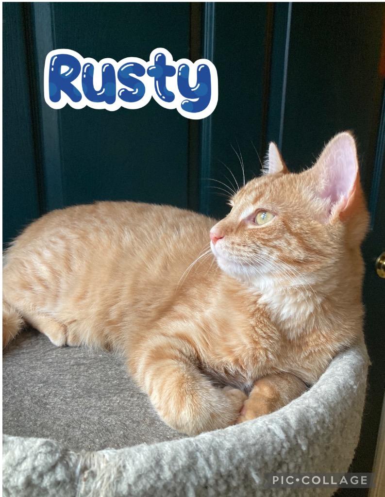 Enlarge Rusty, a Adoptable mixed breed in Fort Oglethorpe, GA image 3/4