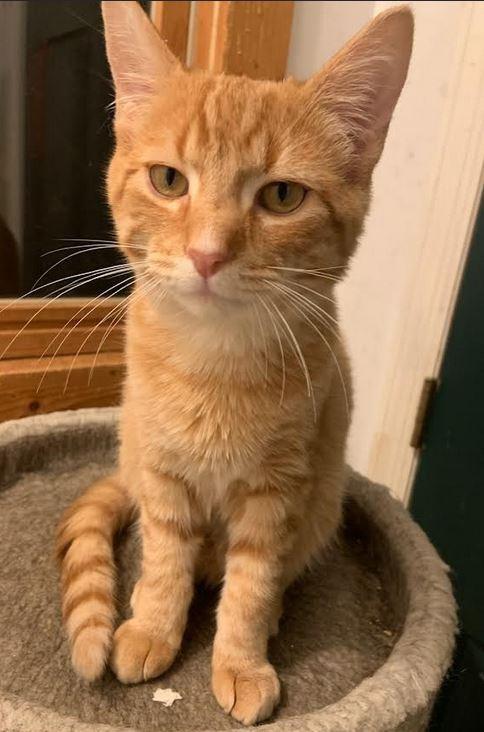 Enlarge Rusty, a Adoptable mixed breed in Fort Oglethorpe, GA image 4/4