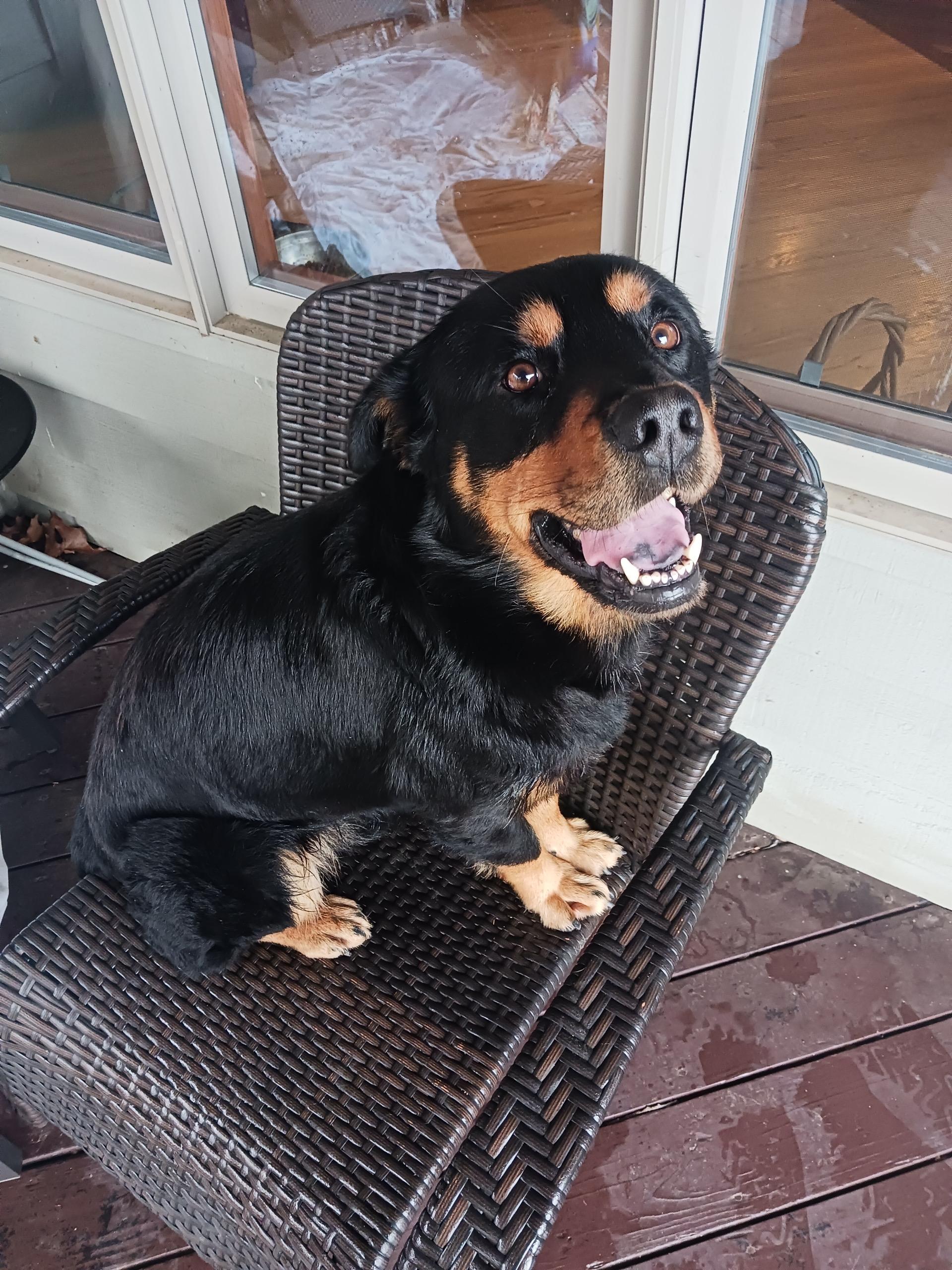 Bear **Courtesy Post**, ADOPTABLE, Young Male Rottweiler.