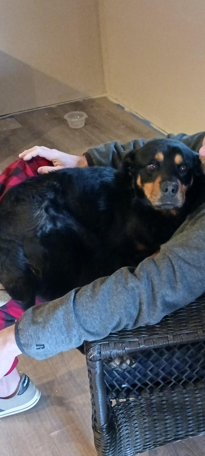 Enlarge Bear **Courtesy Post**, an adopted Rottweiler in Floyd, VA image 2/4