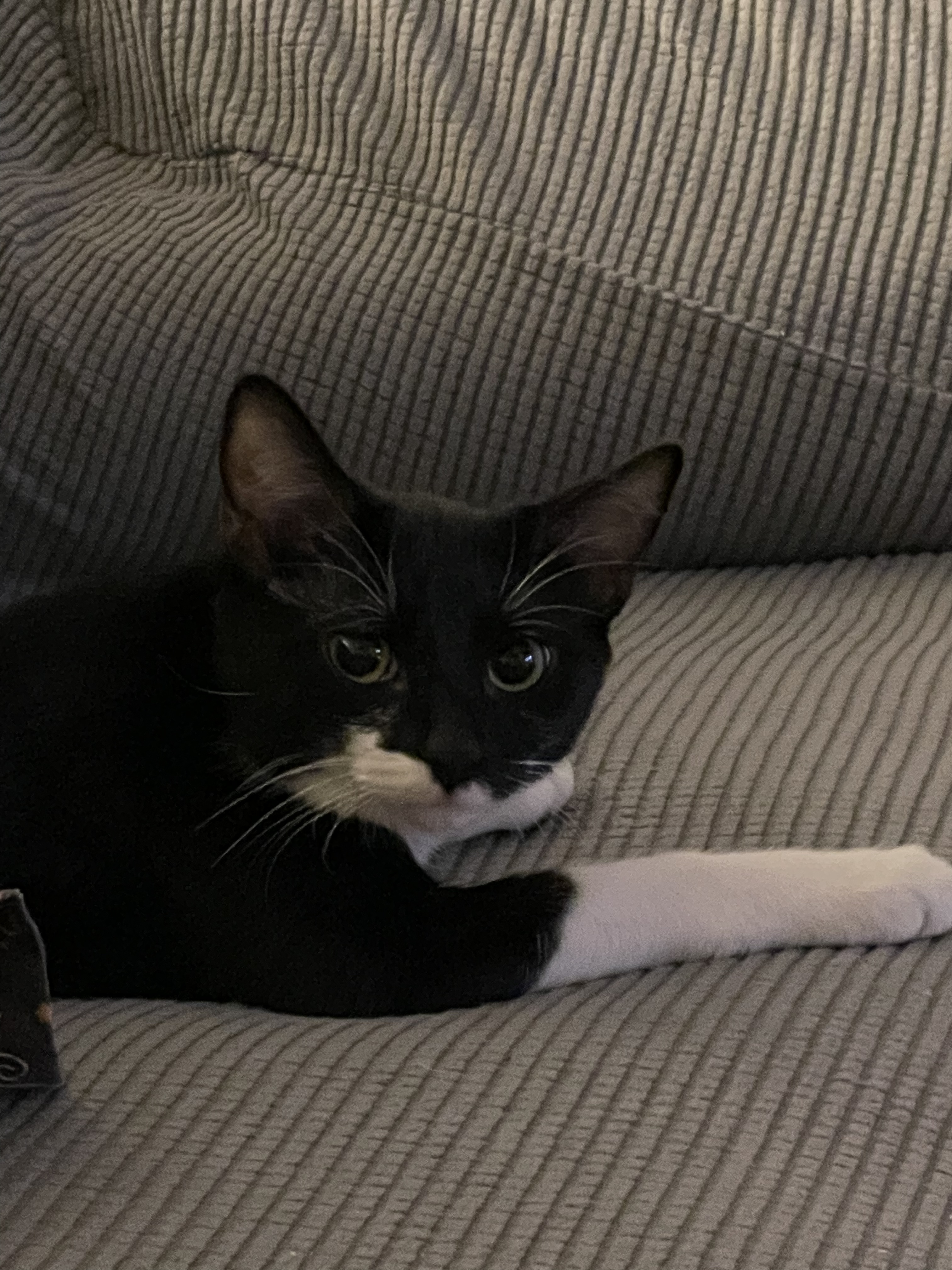 Sassy, adoptable, Kitten Female Domestic Short Hair.