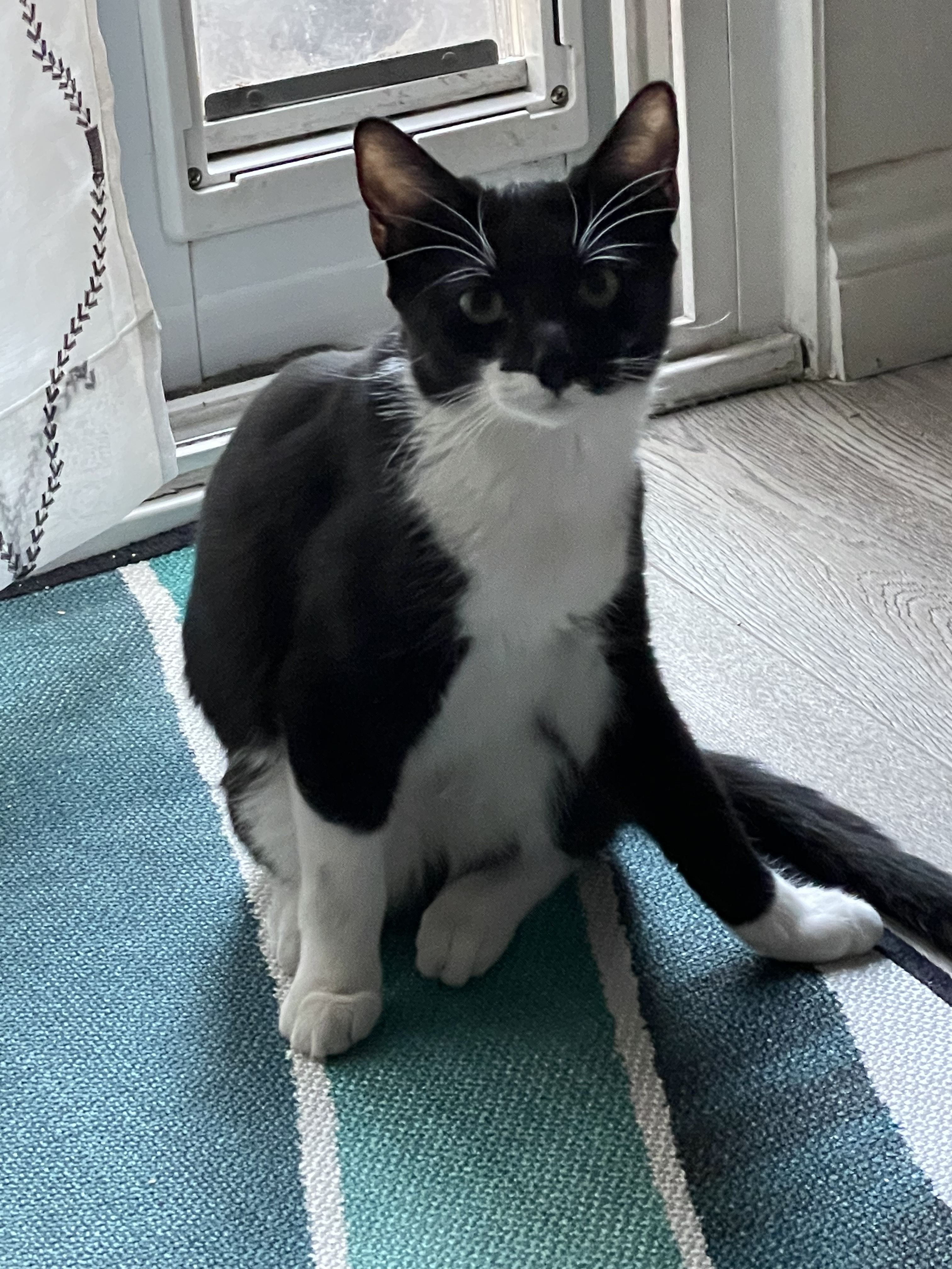 Enlarge Sassy, an adoptable Domestic Short Hair in Walnut, CA image 2/3