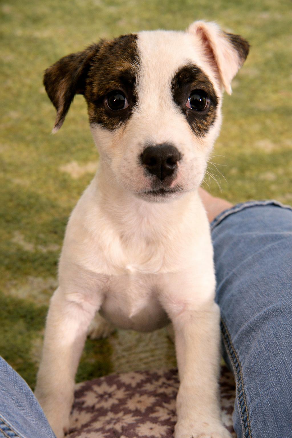 Noah, ADOPTABLE, Puppy Male Mixed Breed.