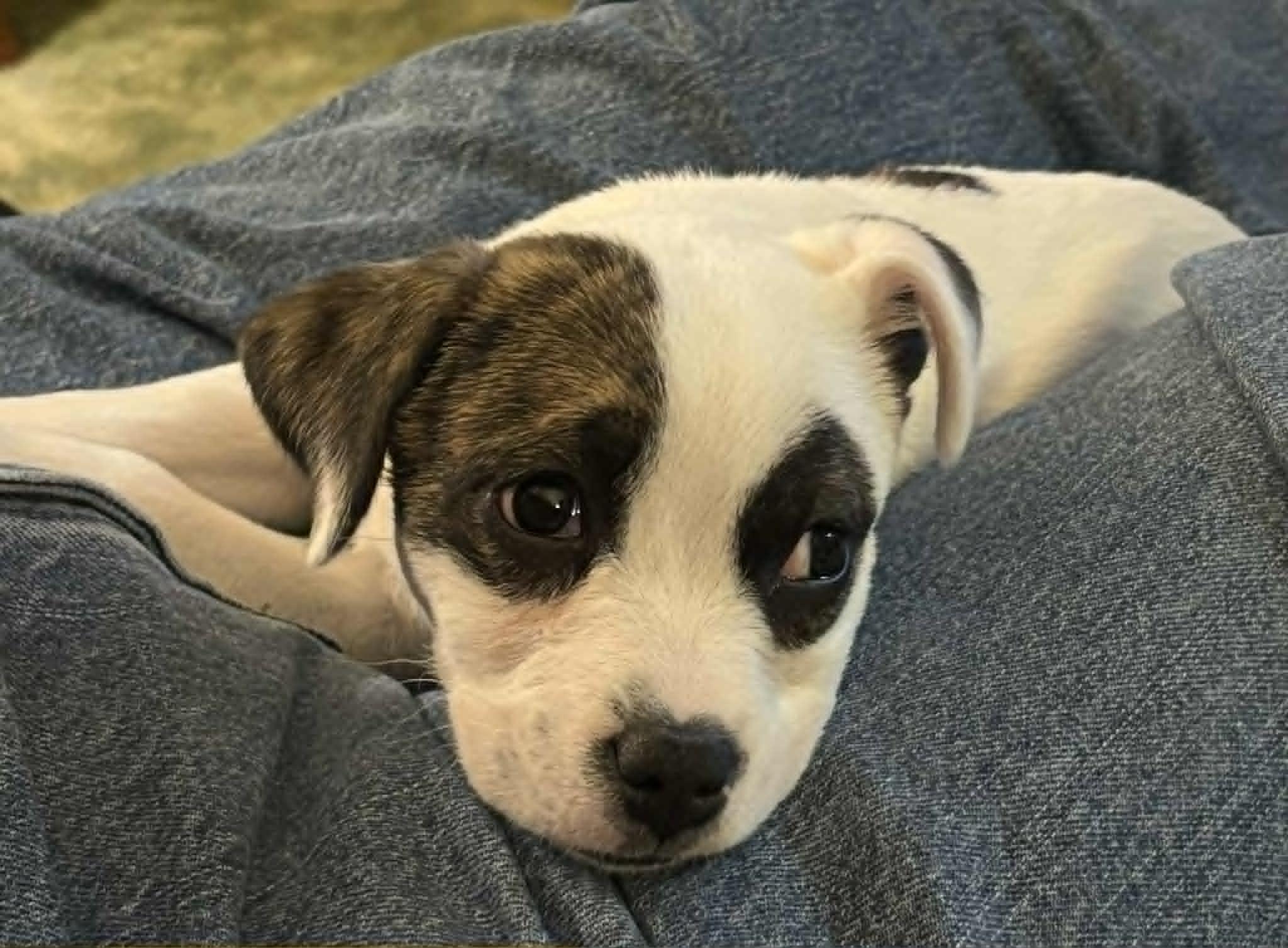 Enlarge Noah, a ADOPTABLE Mixed Breed in Kenosha, WI image 2/6