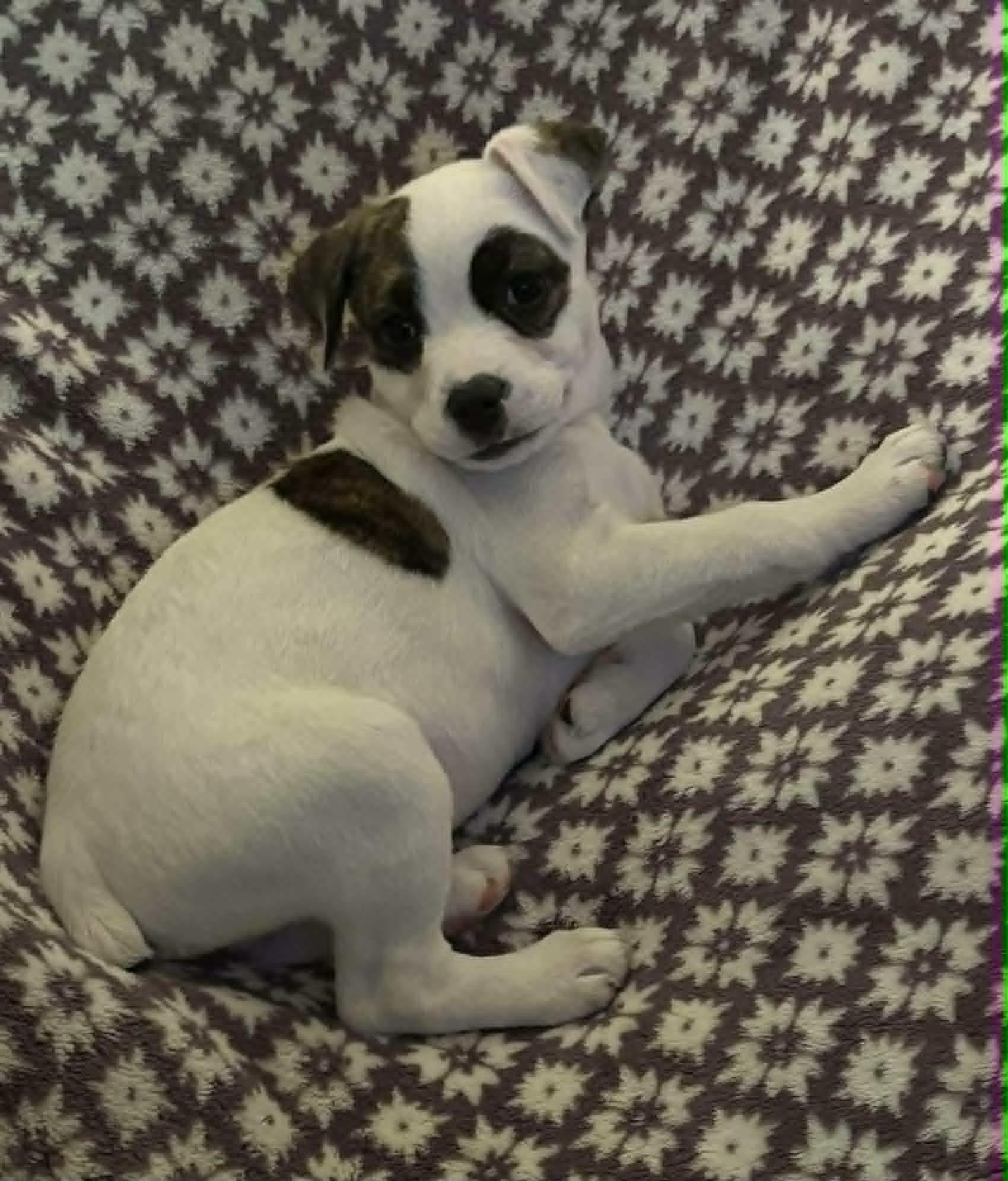 Enlarge Noah, a ADOPTABLE Mixed Breed in Kenosha, WI image 6/6