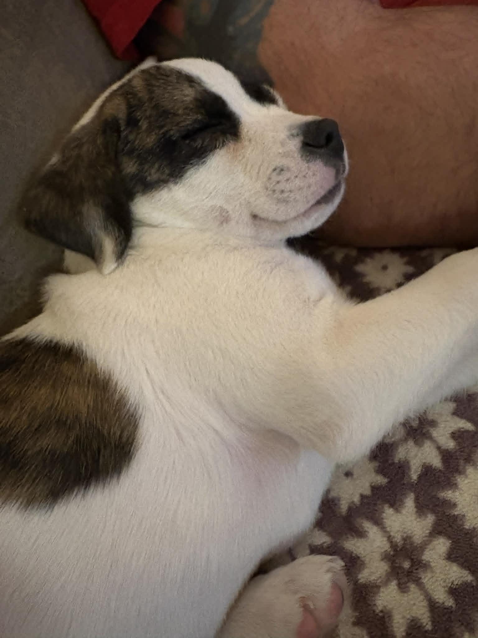 Enlarge Noah, a ADOPTABLE Mixed Breed in Kenosha, WI image 4/6