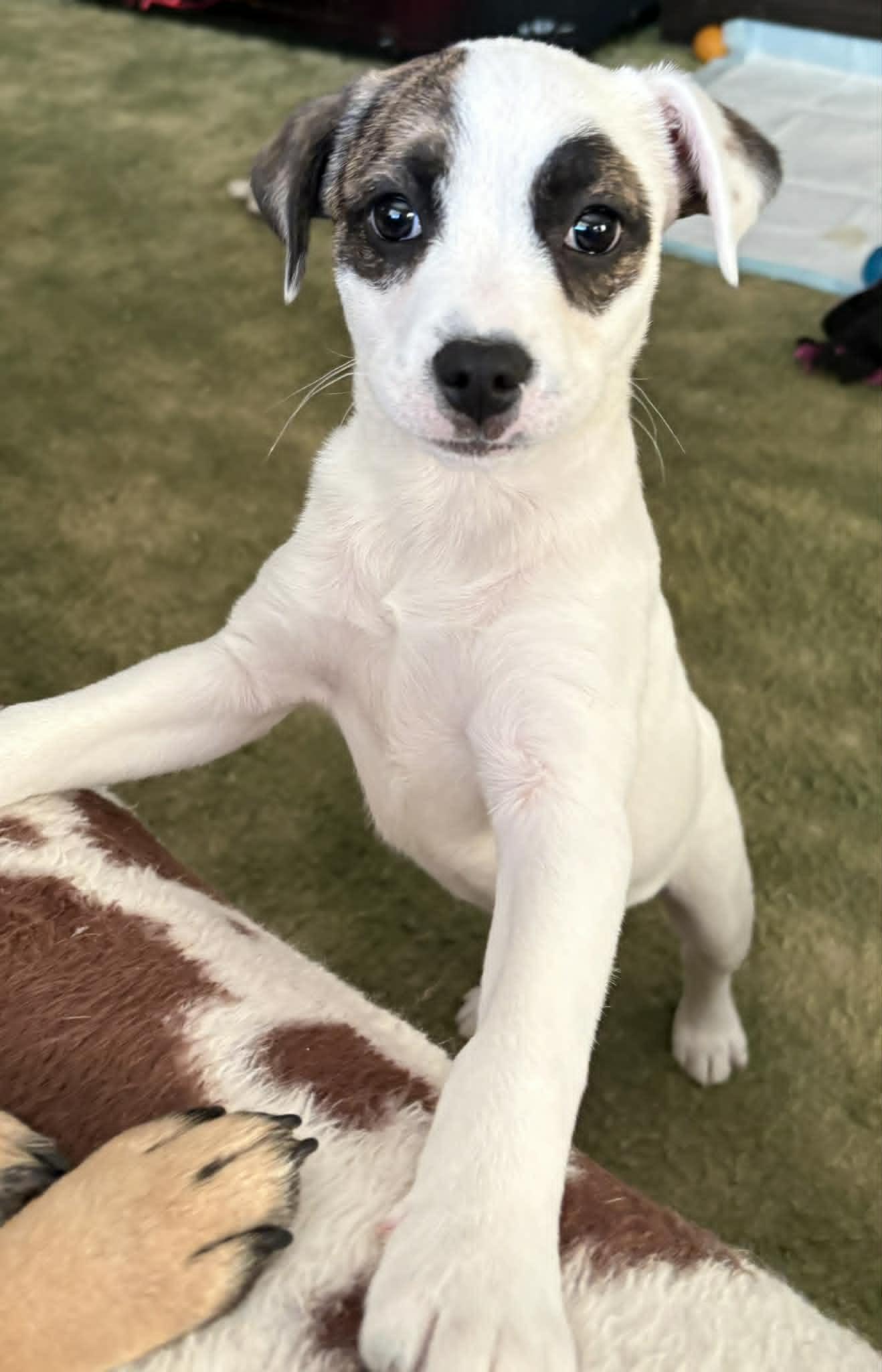 Noah, ADOPTABLE, Puppy Male Mixed Breed.