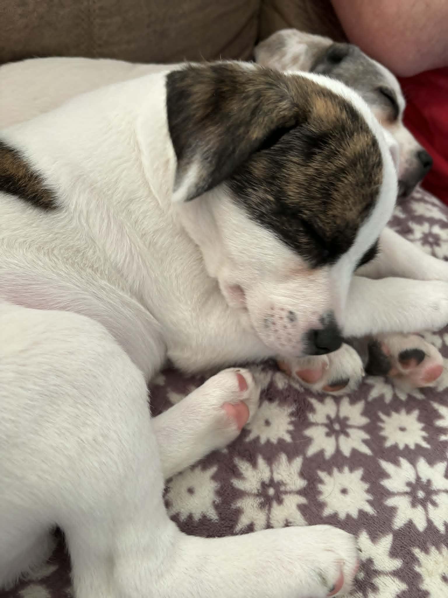 Enlarge Noah, a ADOPTABLE Mixed Breed in Kenosha, WI image 5/6