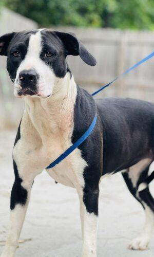 AC-4626 "Smore", ADOPTABLE, Adult Female Pit Bull Terrier.