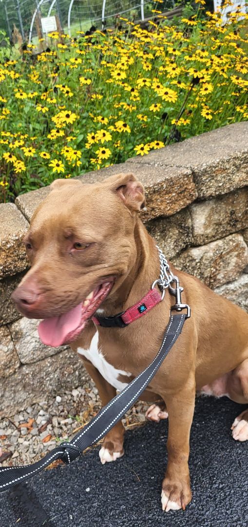 Enlarge Coco, a Adoptable mixed breed in Granite City, IL image 1/11