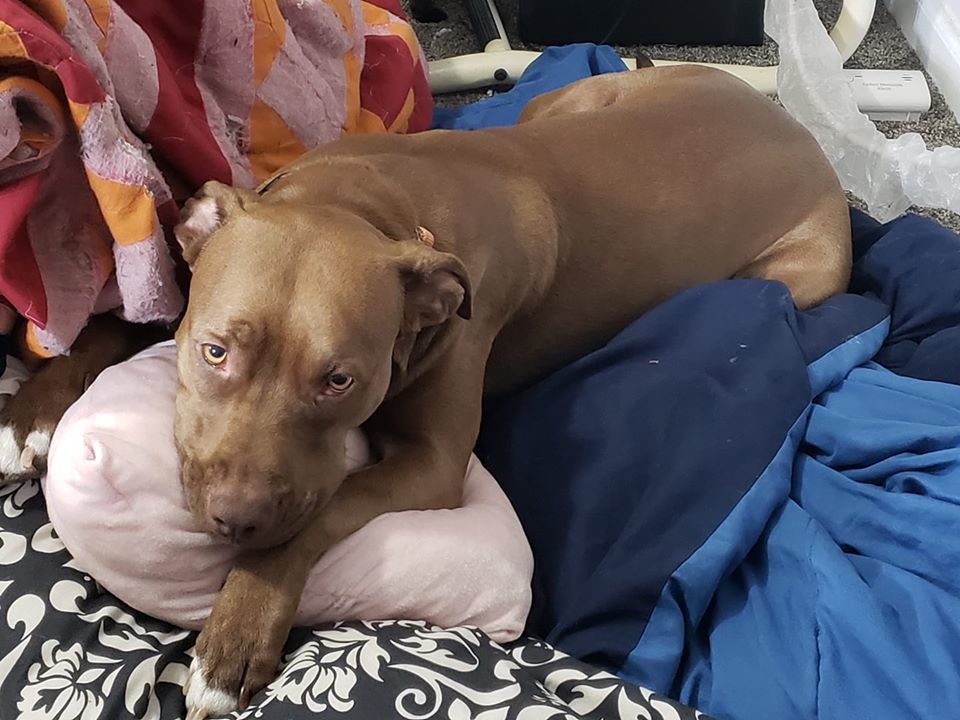 Enlarge Coco, a Adoptable mixed breed in Granite City, IL image 2/11