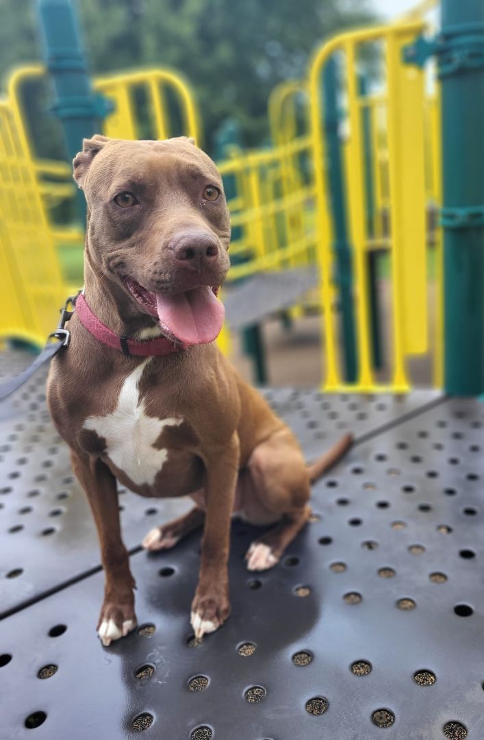 Enlarge Coco, a Adoptable mixed breed in Granite City, IL image 3/11