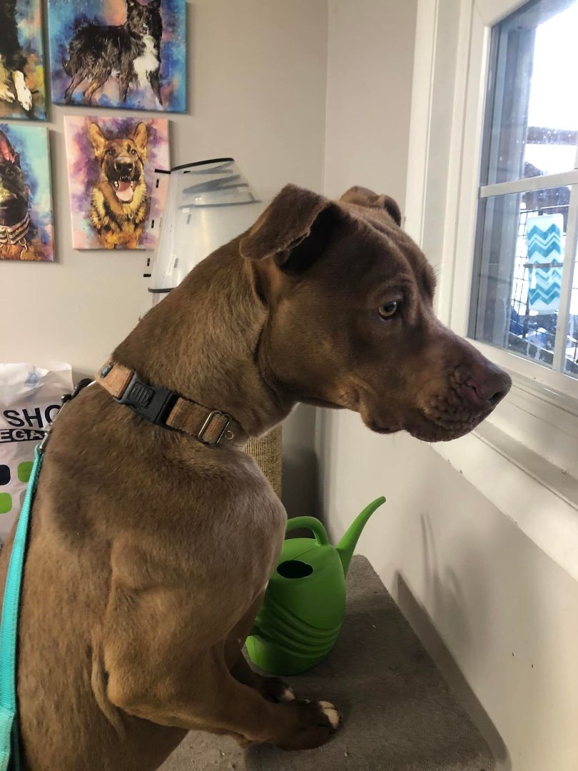 Enlarge Coco, a Adoptable mixed breed in Granite City, IL image 4/11