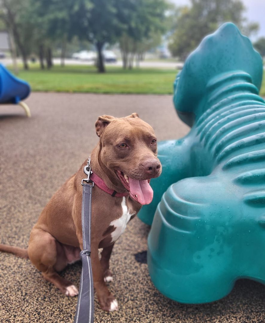Enlarge Coco, a Adoptable mixed breed in Granite City, IL image 5/11