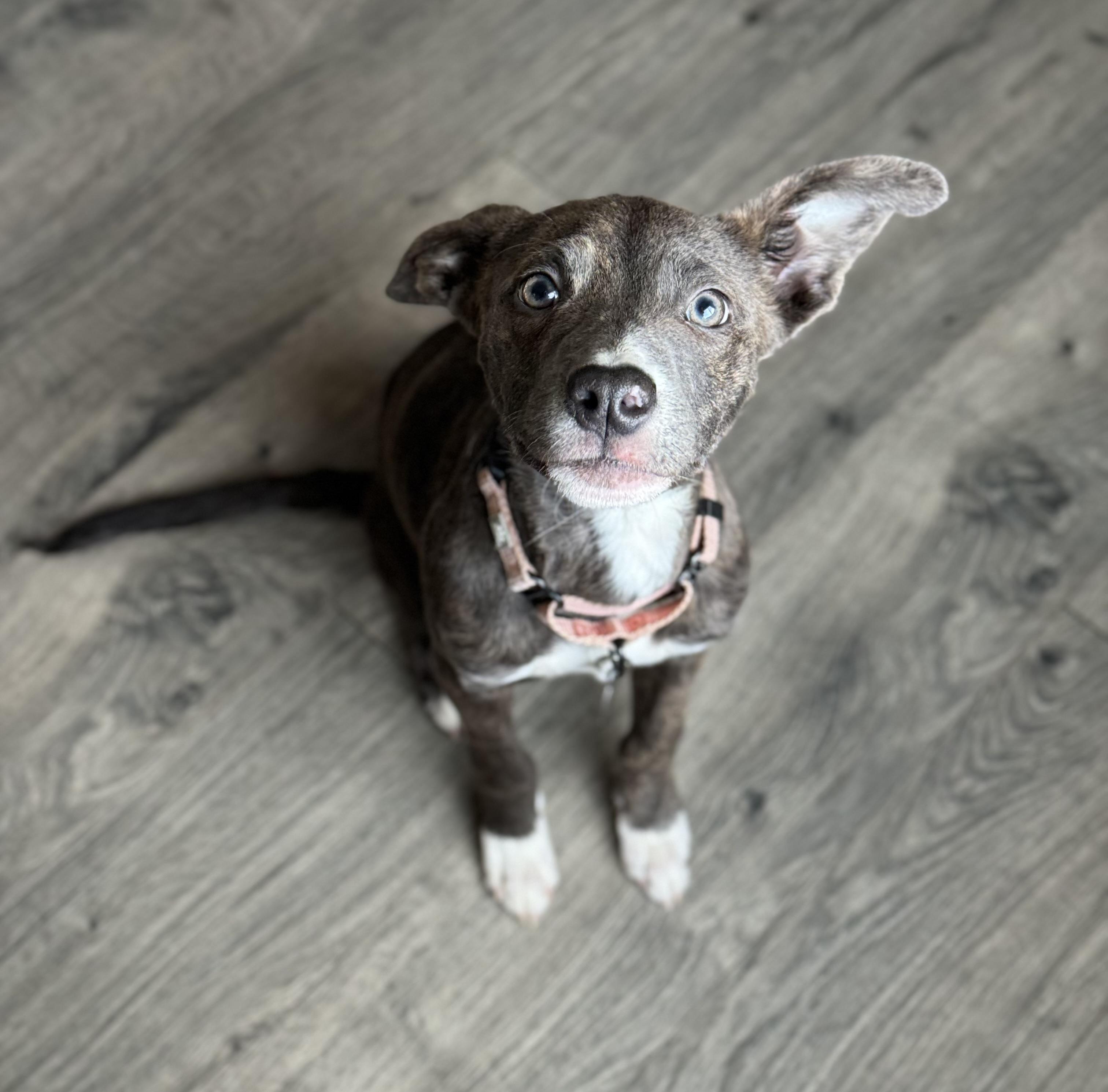 Enlarge Lark, a ADOPTABLE mixed breed in China Township, MI image 2/6