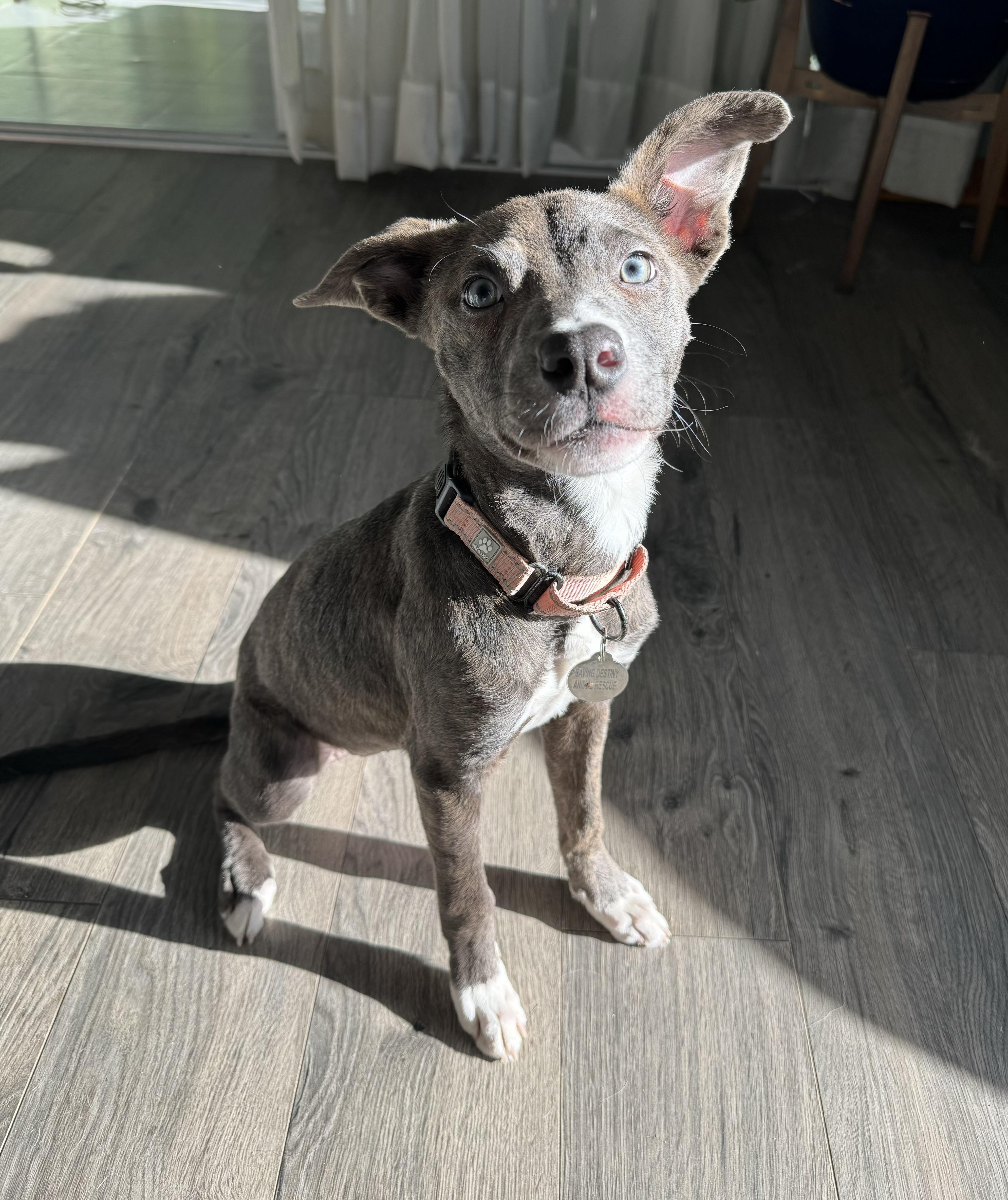 Lark, ADOPTABLE, Puppy Female Pit Bull Terrier.