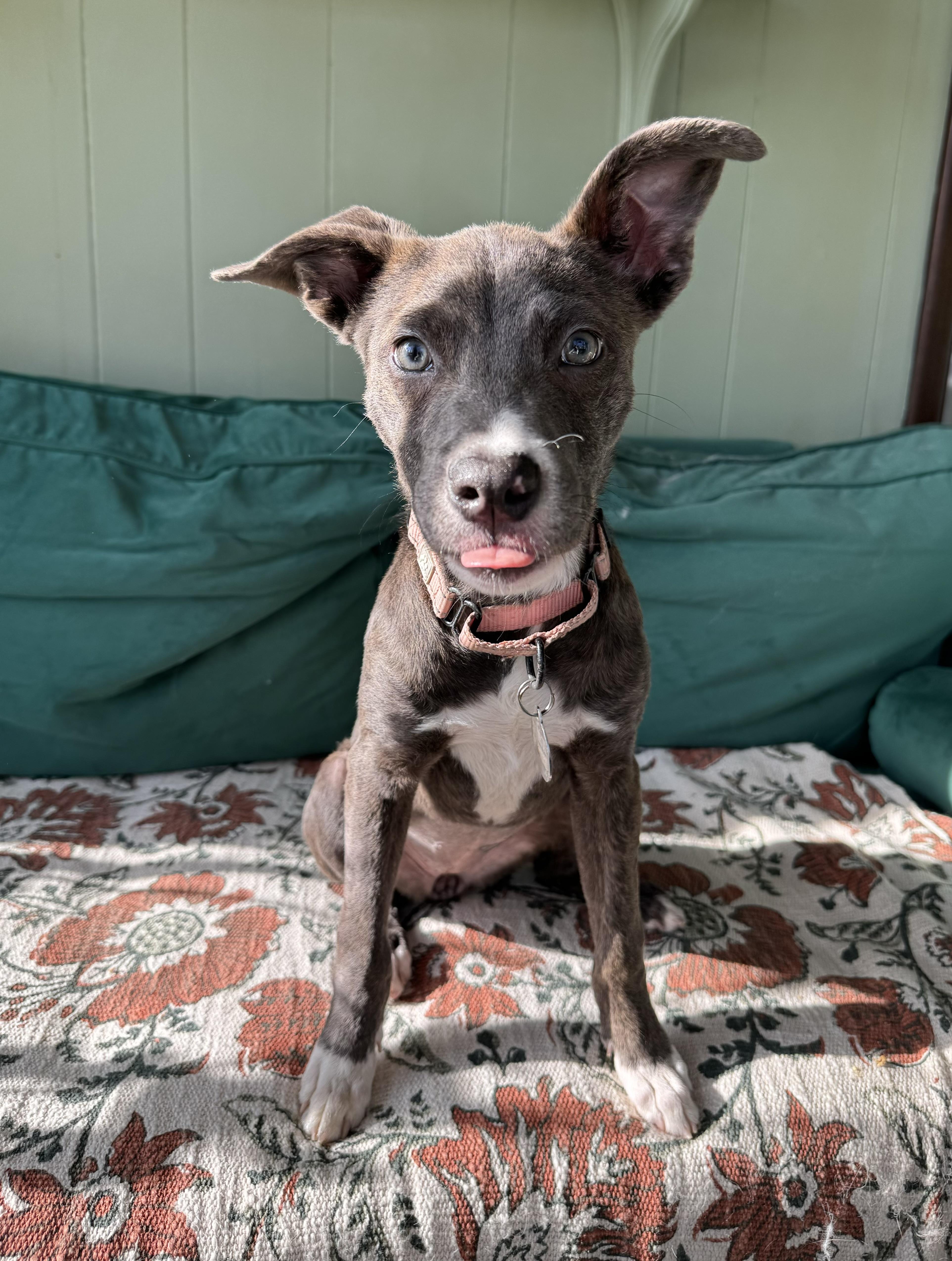 Enlarge Lark, a ADOPTABLE mixed breed in China Township, MI image 3/6
