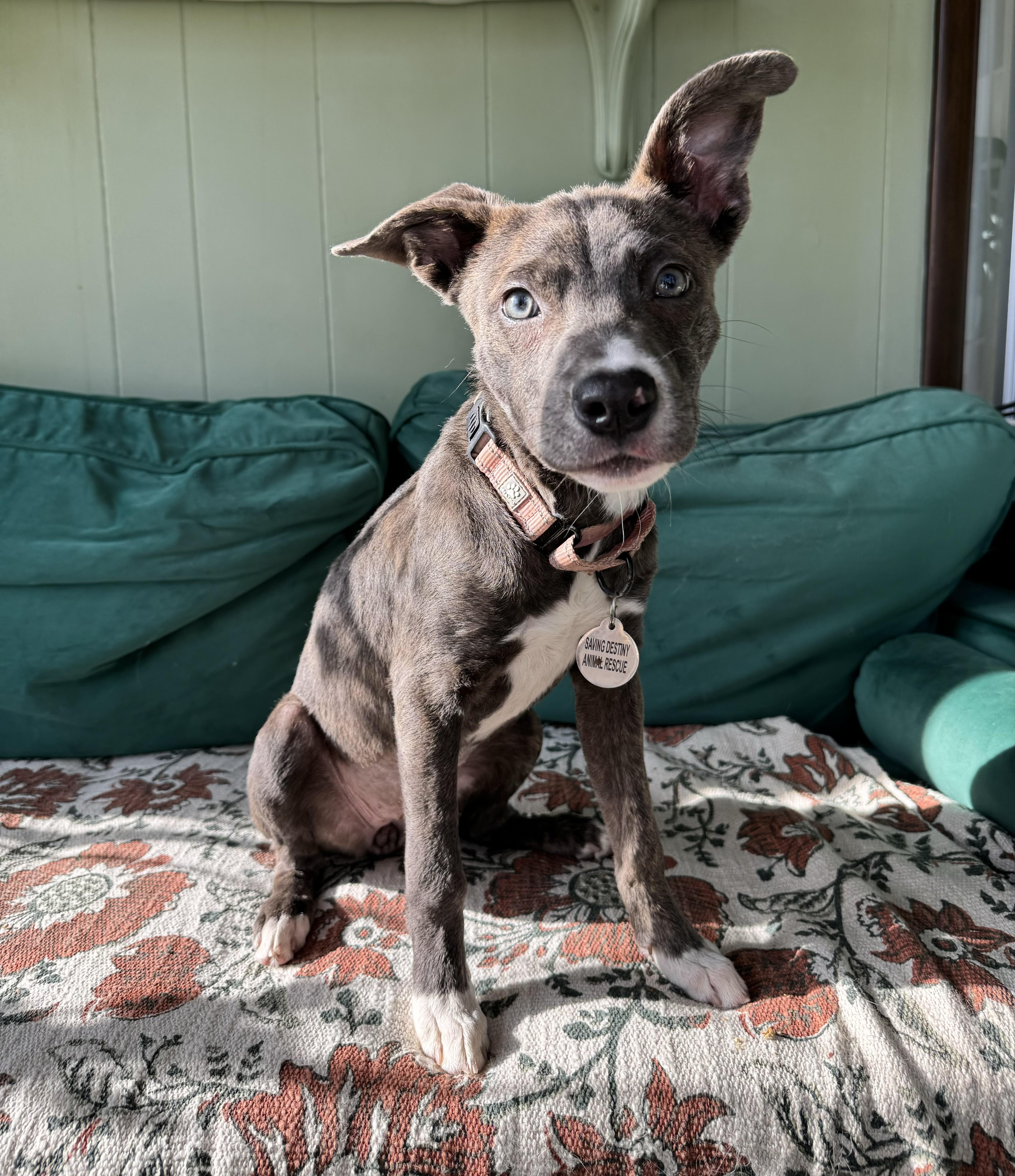 Enlarge Lark, a ADOPTABLE mixed breed in China Township, MI image 6/6