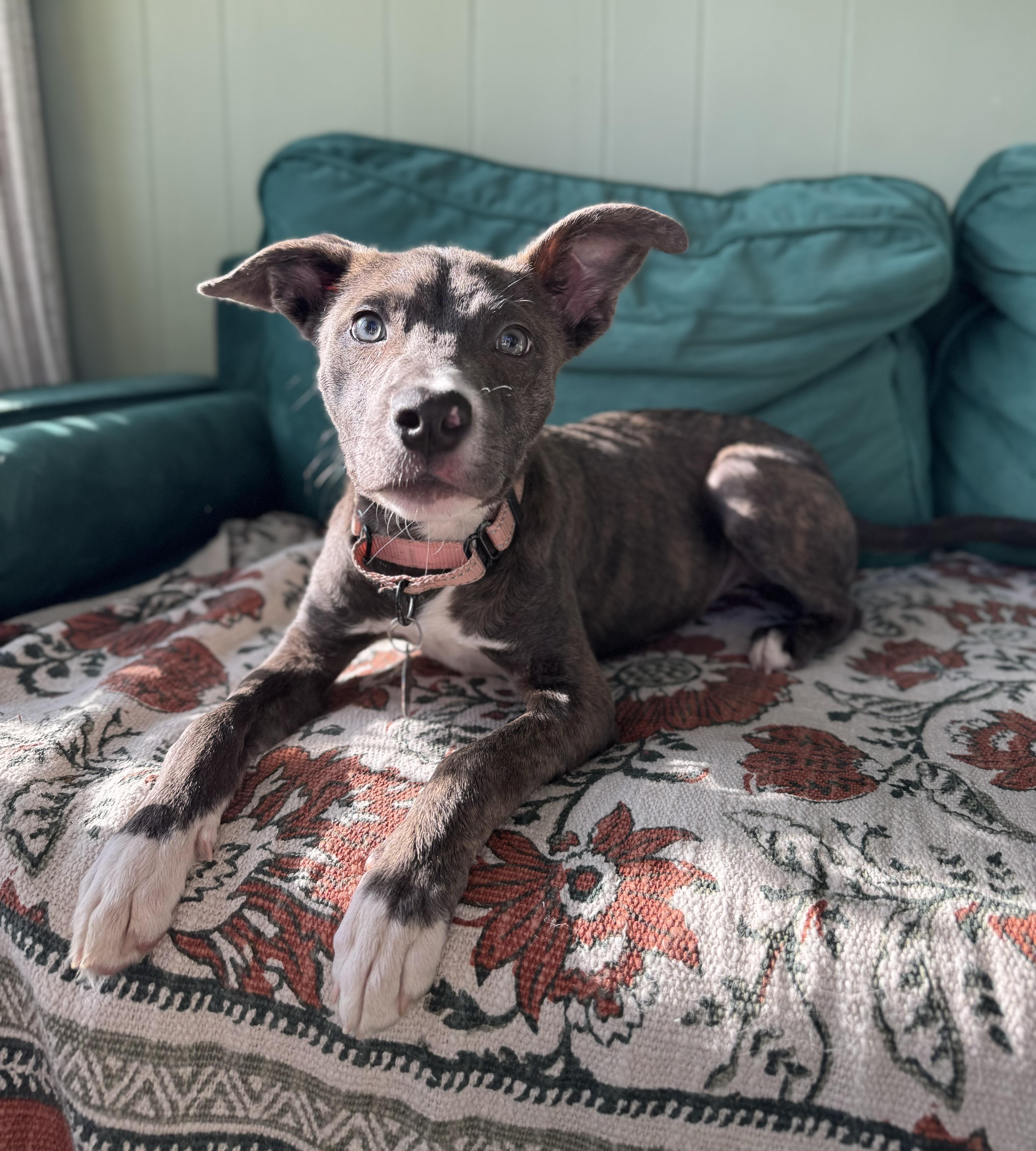 Enlarge Lark, a ADOPTABLE mixed breed in China Township, MI image 5/6