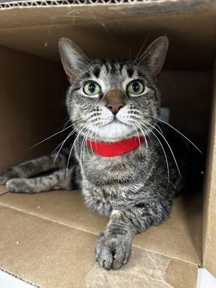 Arabella, Adoptable, Adult Female Domestic Short Hair & Domestic Short Hair.