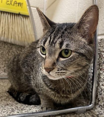 Enlarge Arabella, a Adoptable mixed breed in Westland, MI image 2/3