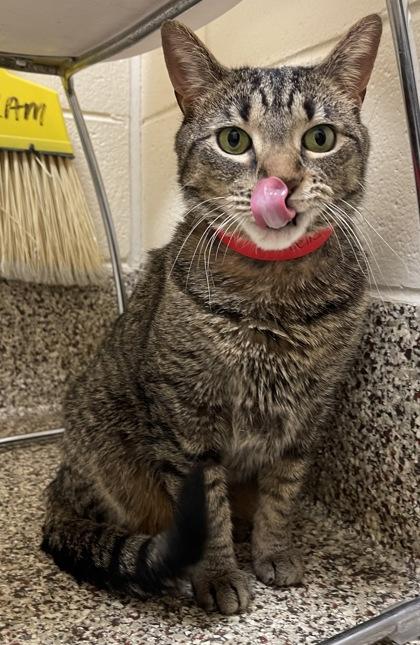 Enlarge Arabella, a Adoptable mixed breed in Westland, MI image 3/3