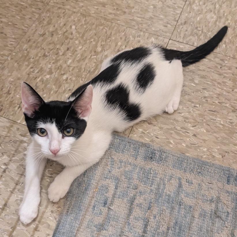 Marquess, a Adoptable Domestic Short Hair in Bulverde, TX image 1/3
