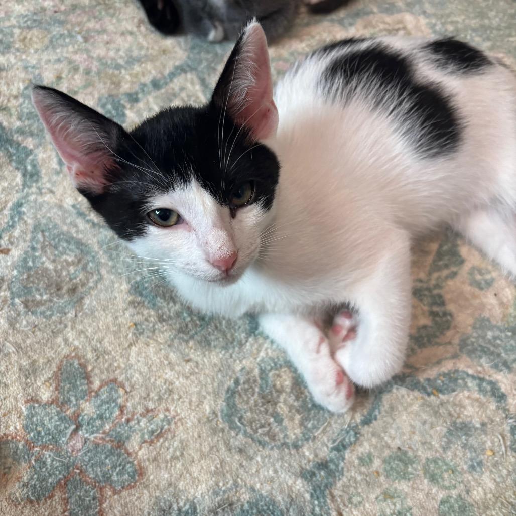 Marquess, a Adoptable Domestic Short Hair in Bulverde, TX image 2/3