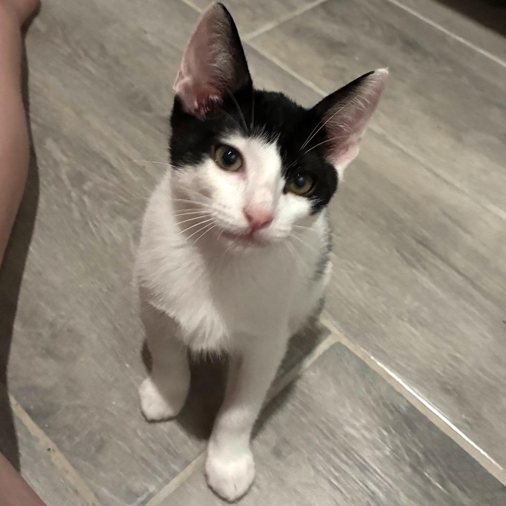 Marquess, a Adoptable Domestic Short Hair in Bulverde, TX image 3/3