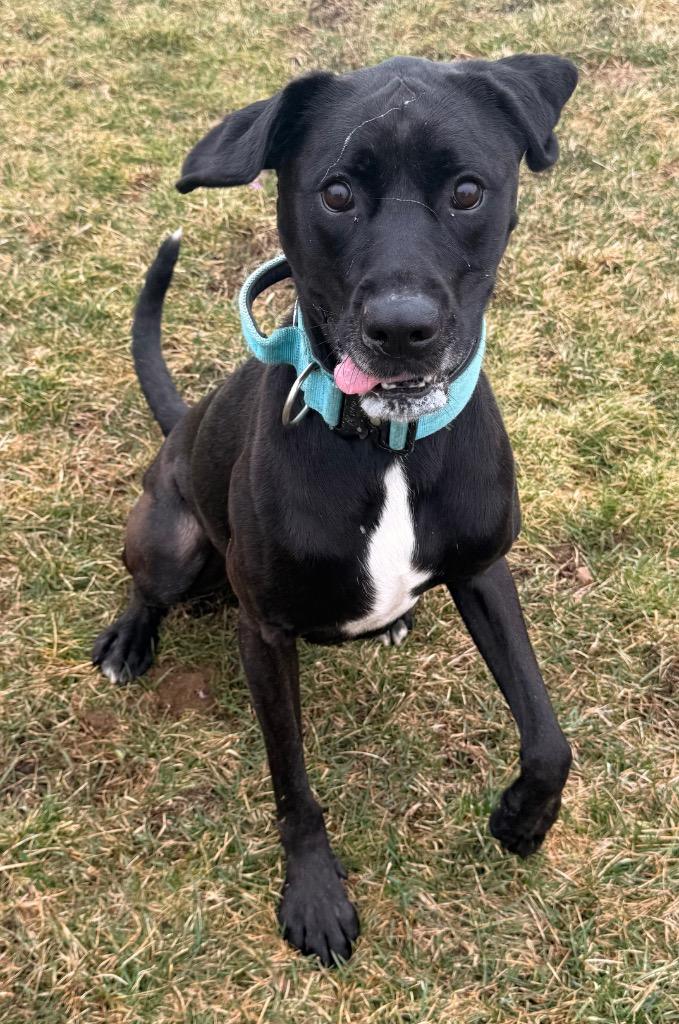 Enlarge Raven, a Adoptable mixed breed in Defiance, OH image 1/6