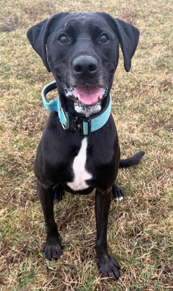 Enlarge Raven, a Adoptable mixed breed in Defiance, OH image 2/6