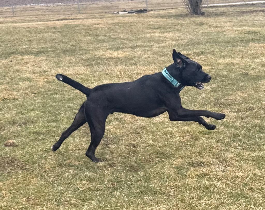 Enlarge Raven, a Adoptable mixed breed in Defiance, OH image 4/6