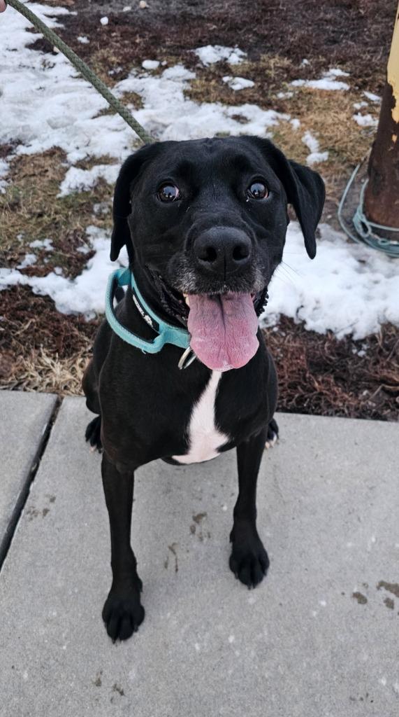 Enlarge Raven, a Adoptable mixed breed in Defiance, OH image 5/6