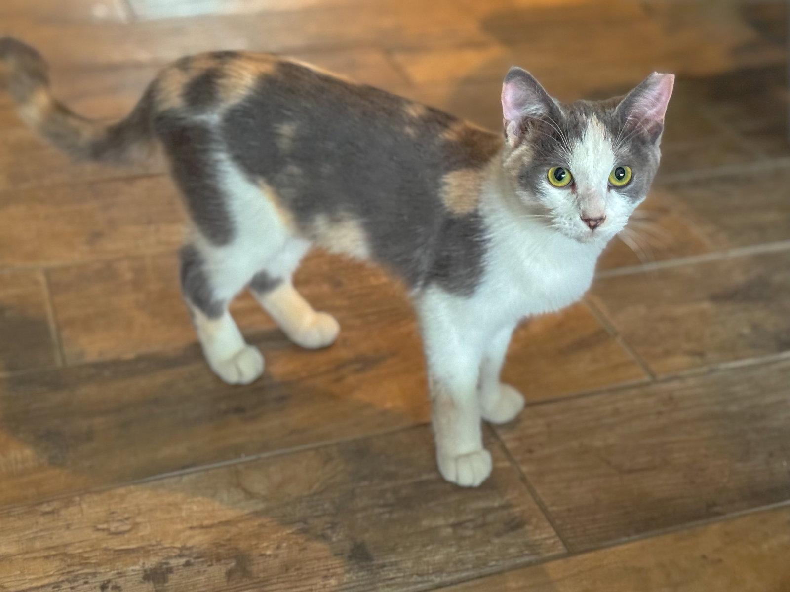 *Cali, Adopted, Young Female Domestic Short Hair.