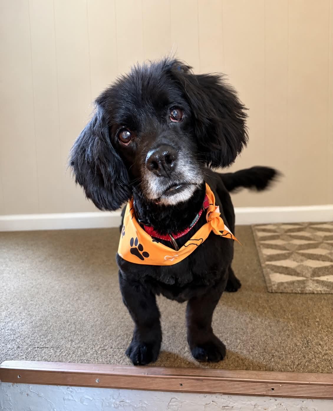 Cooper, Adopted, Senior Male Mixed Breed.